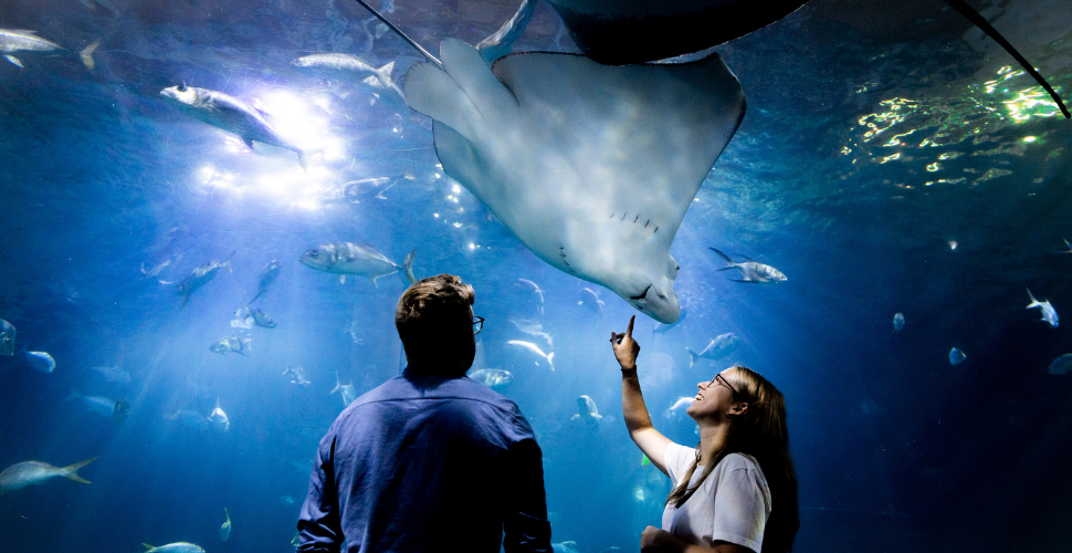 Two people point up at a ray at the National Marine Aquarium in Plymouth